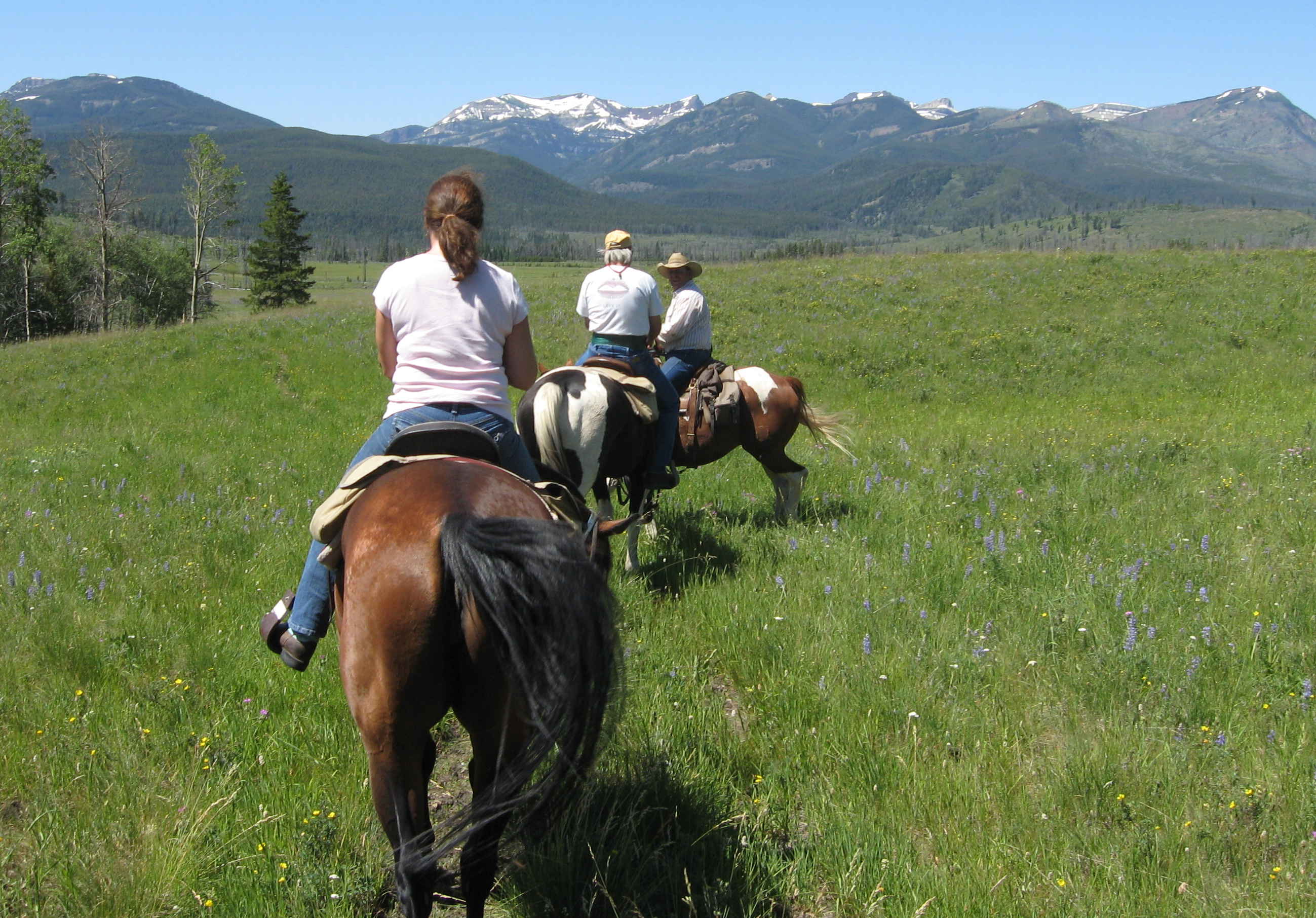 Horse Riders in Meadow