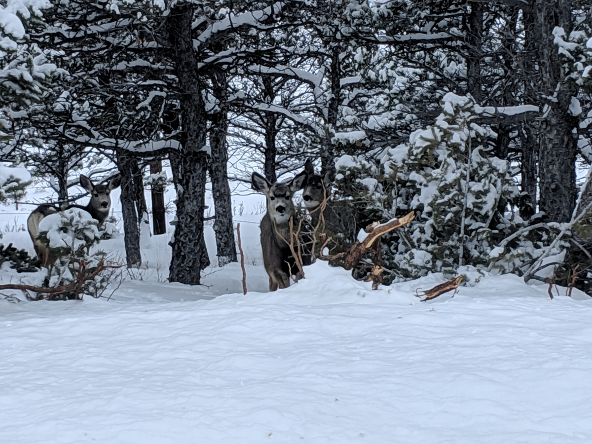Mule Deer in Snow