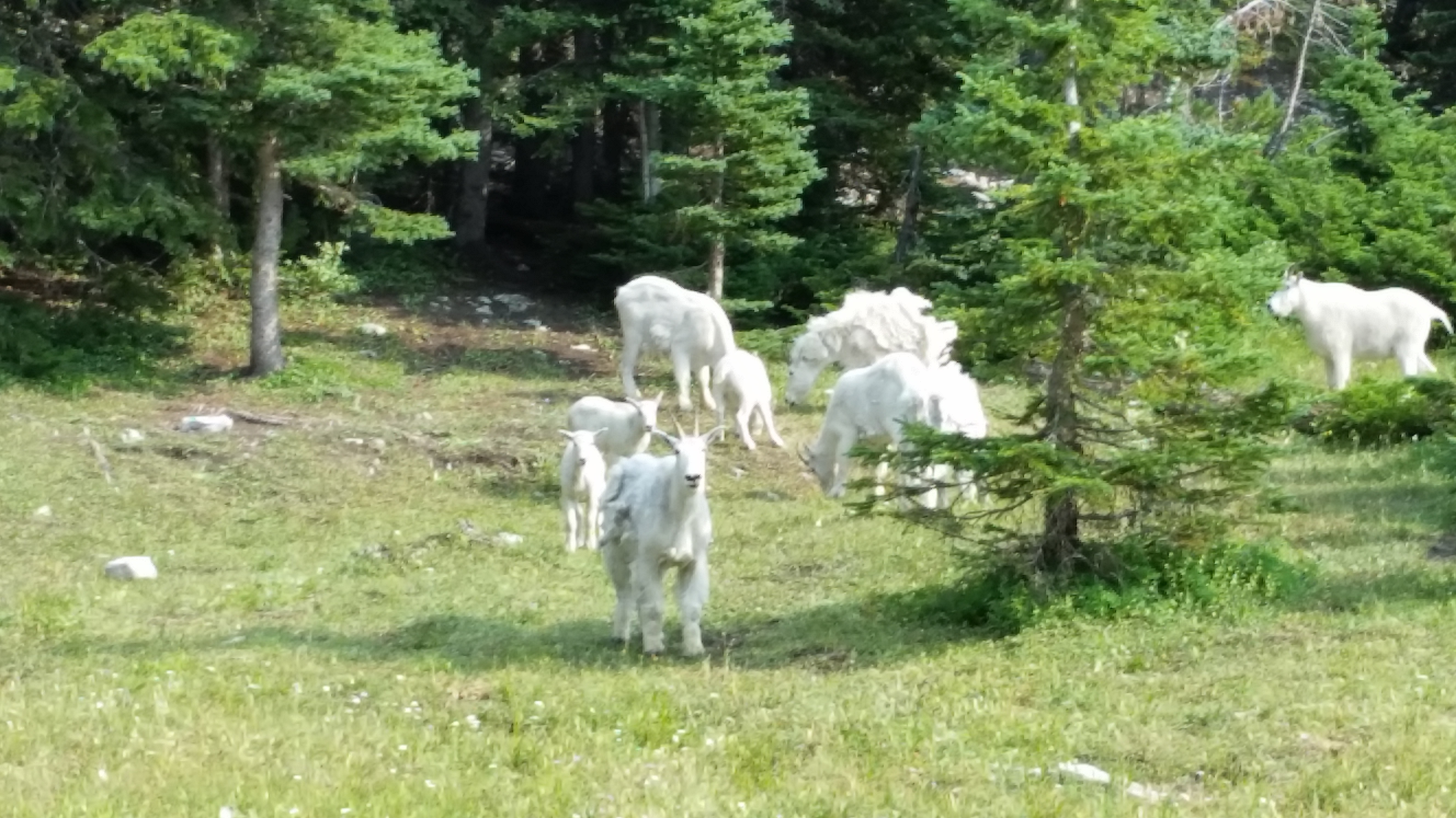 Mountain Goats at HQ Pass