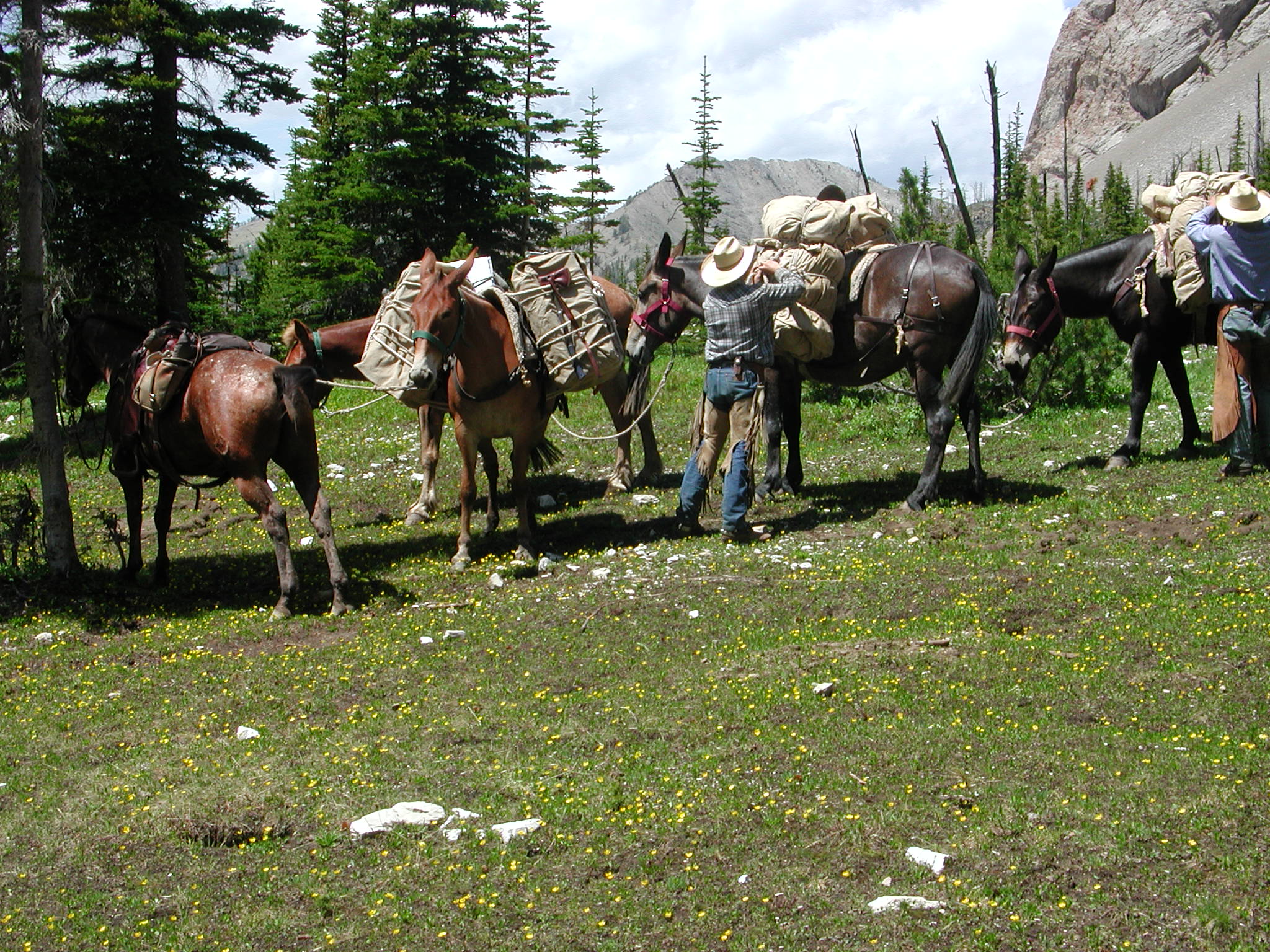 Checking mule packs along trail
